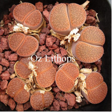 C337 - Seed